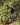MTB